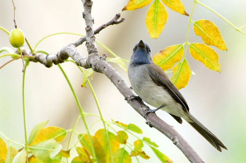 Black-naped Monarch (4).jpg