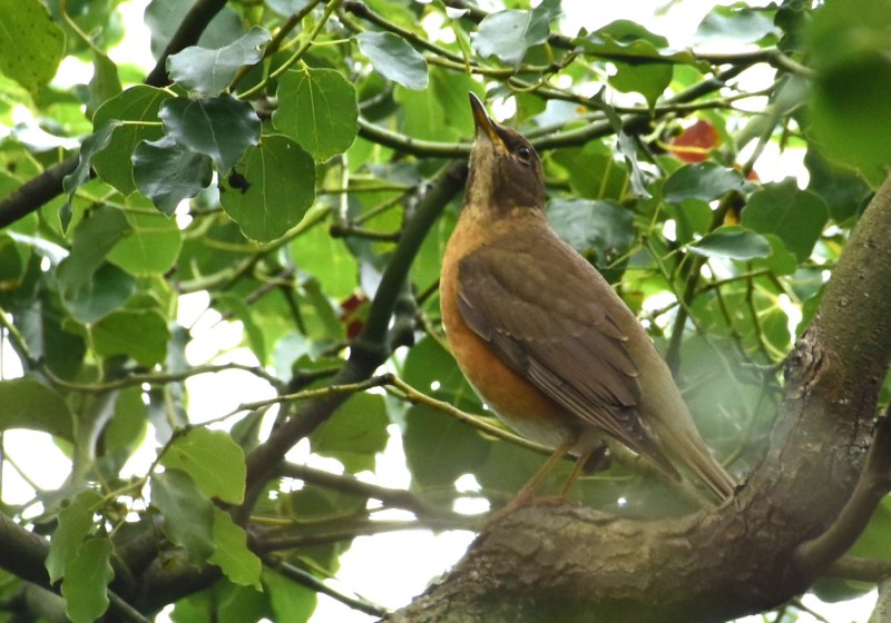 Brown-headed Thrush.jpg