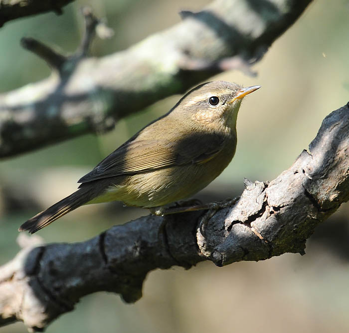 unknown warbler DSC_7821.jpg