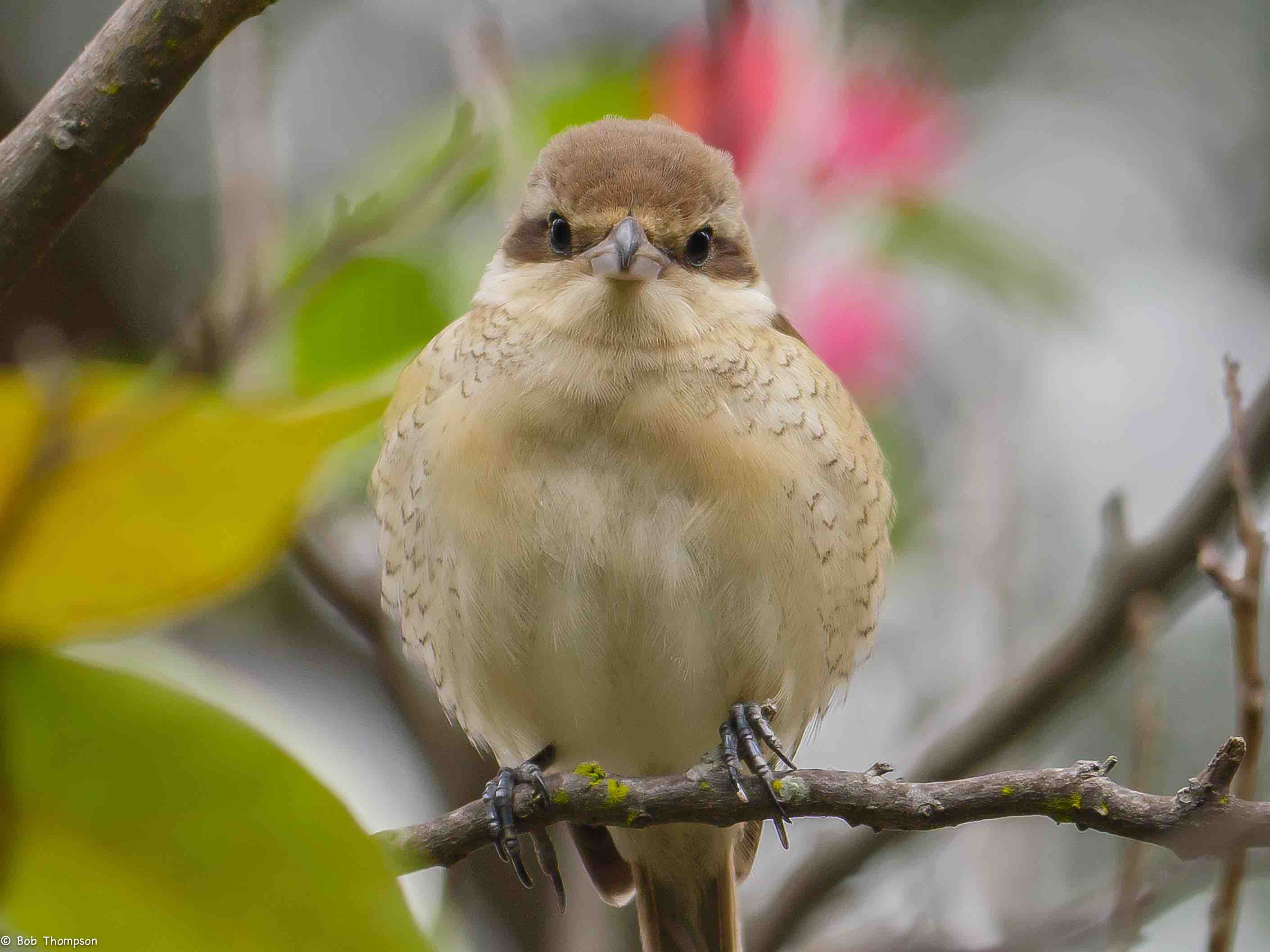 Brown Shrike 2015_12_30.jpg