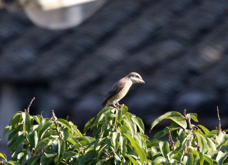 brown shrike.jpg