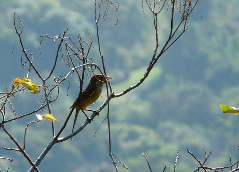 bull headed shrike.jpg