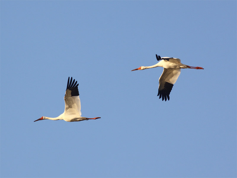 Siberian crane.jpg