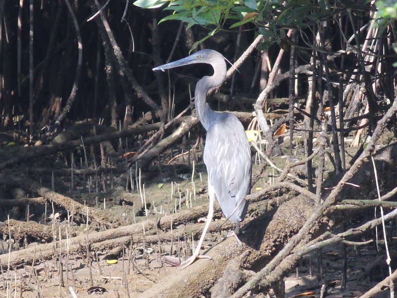 00836 Great-billed Heron.jpg