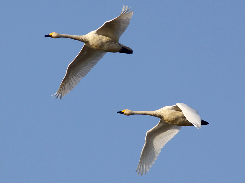 Tundra swan.jpg