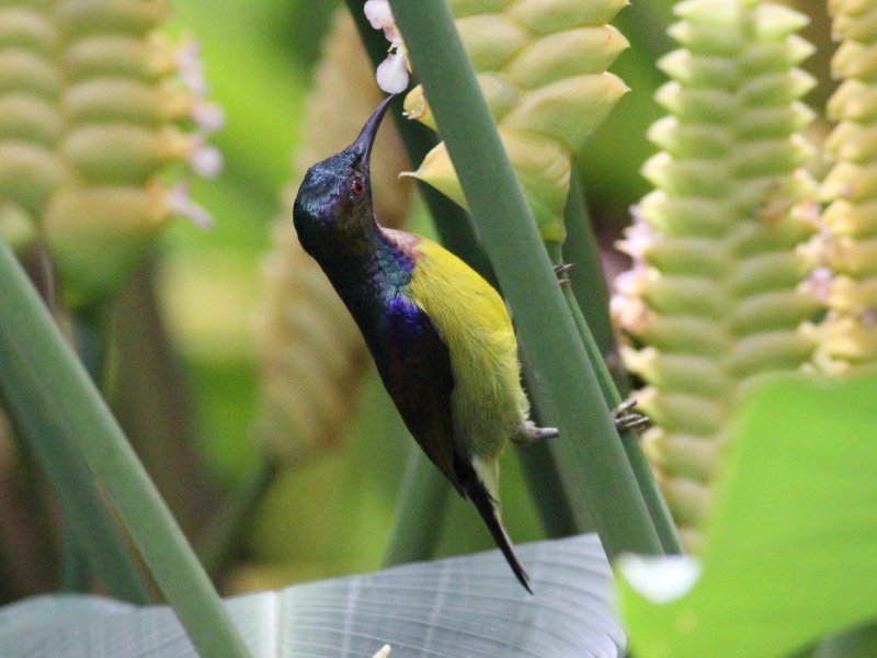 08993 Brown-throated Sunbird [m].jpg