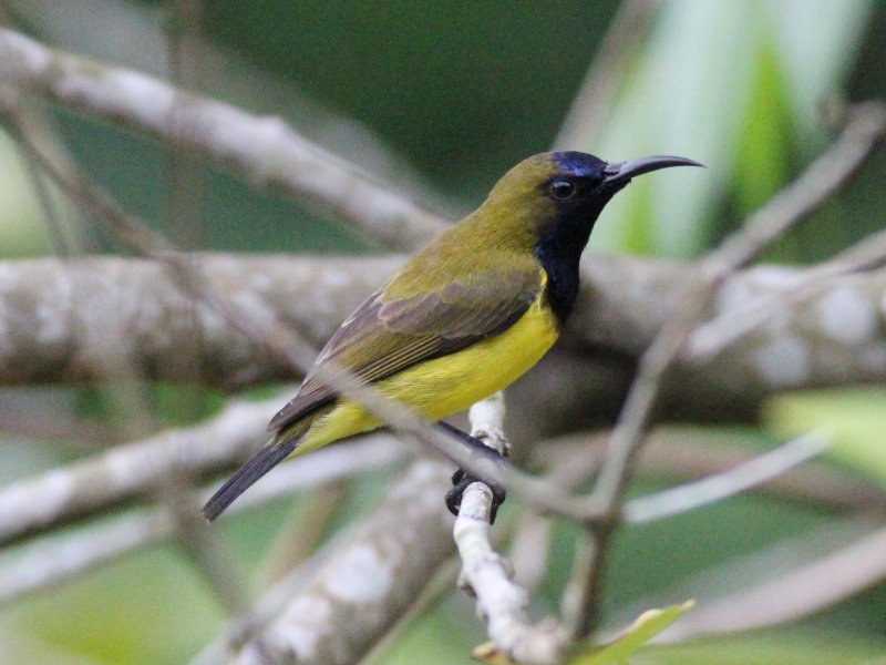 09084 Olive-backed Sunbird [m].jpg