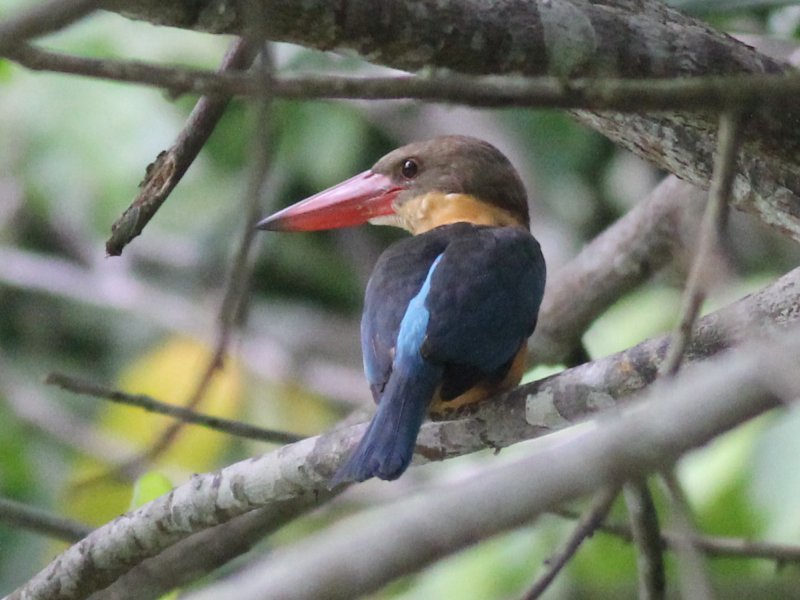 03670 Stork-billed Kingfisher.jpg