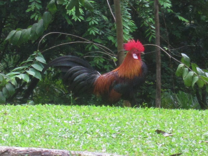 00319 Red Junglefowl.jpg