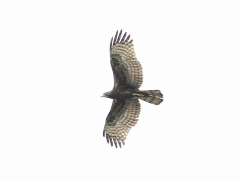 00948 Crested Honey Buzzard.jpg