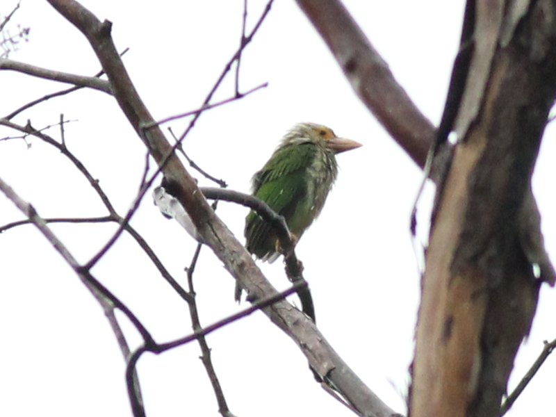 03982 Lineated Barbet.jpg