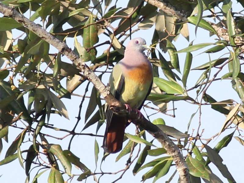 02077 Pink-necked Green Pigeon [m].jpg