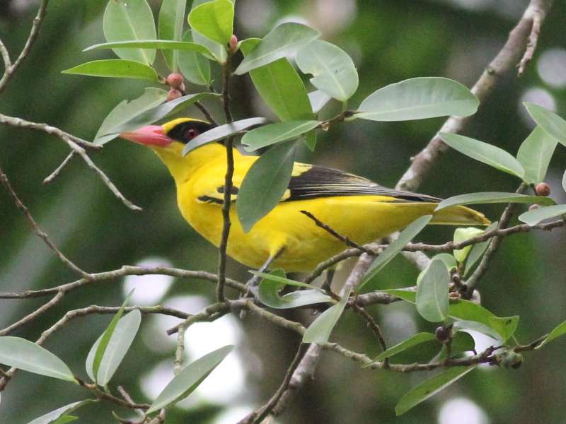 06384 Black-naped Oriole.jpg