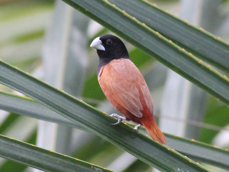 09407 Chestnut Munia.jpg