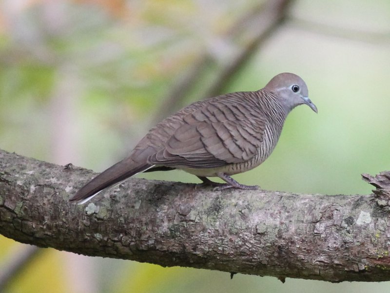 01982 Zebra Dove.jpg