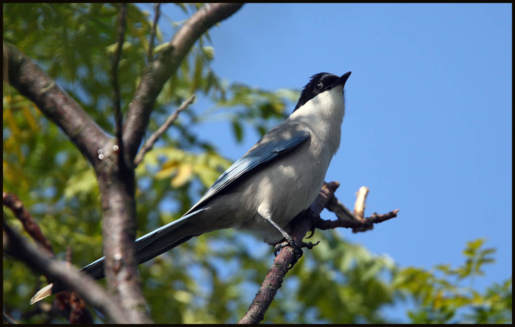 Ashy Drongo 灰 喜鵲.jpg