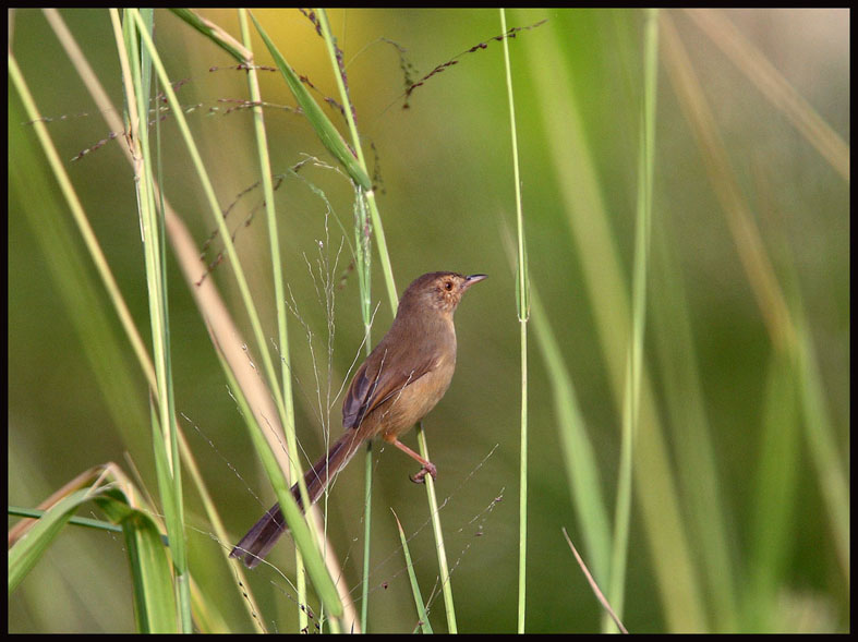 Plain Prinia  褐 頭鷦鶯.jpg