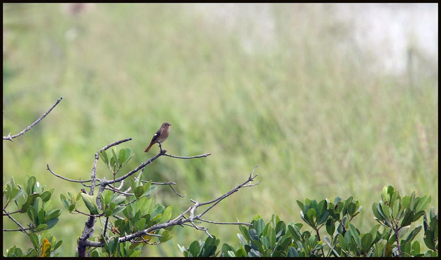 Daurian Redstart (Female)  北紅 尾鴝.jpg