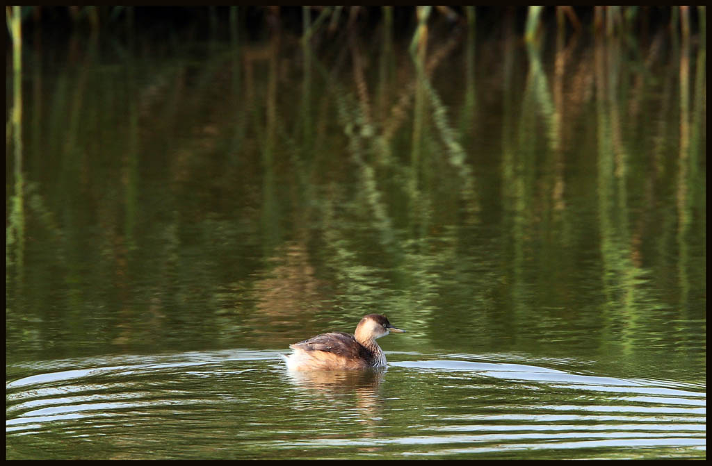 Little Grebe.jpg