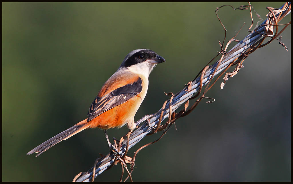 Long-tailed shrike 棕背伯勞.jpg