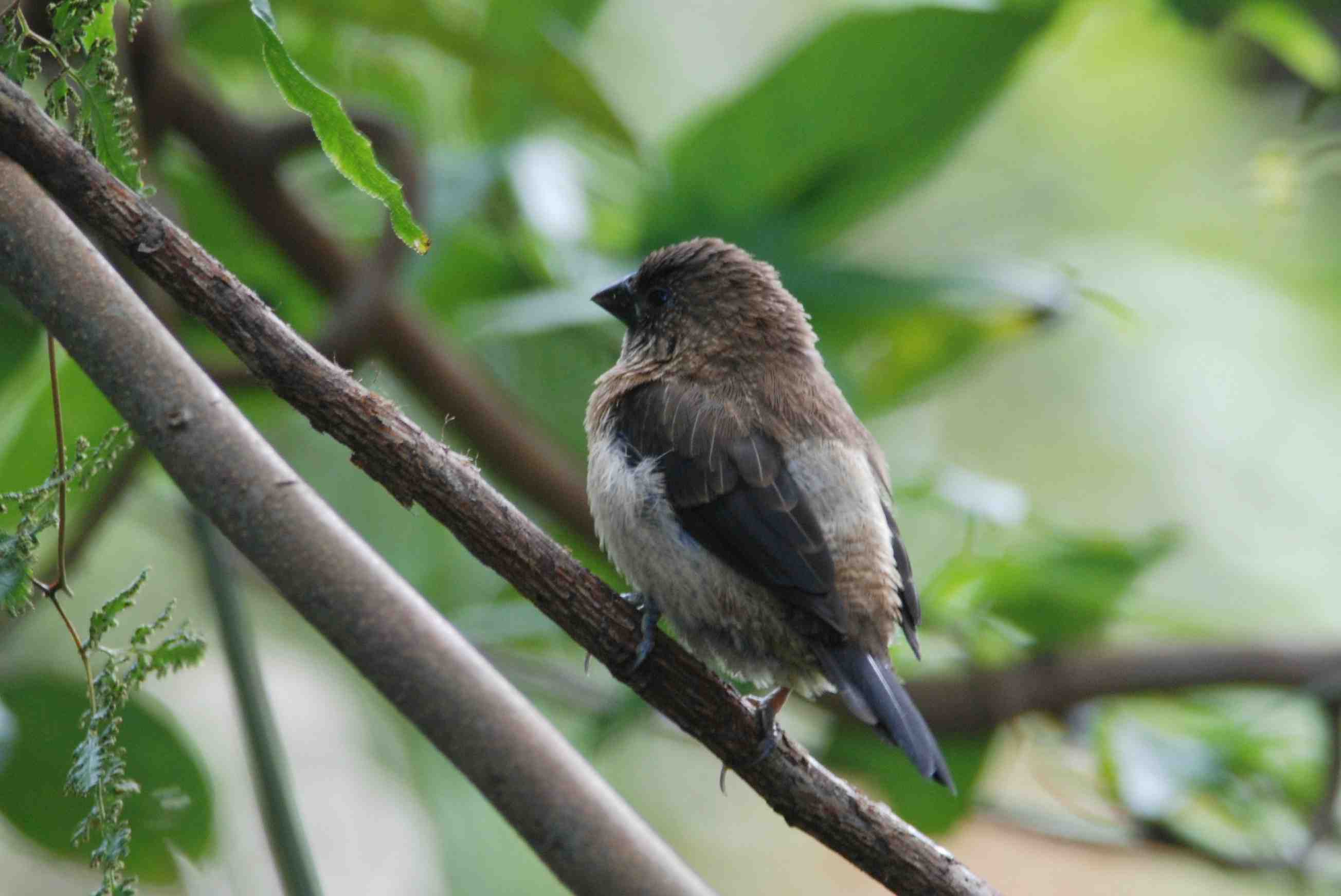 White-Rumped Munia.jpg