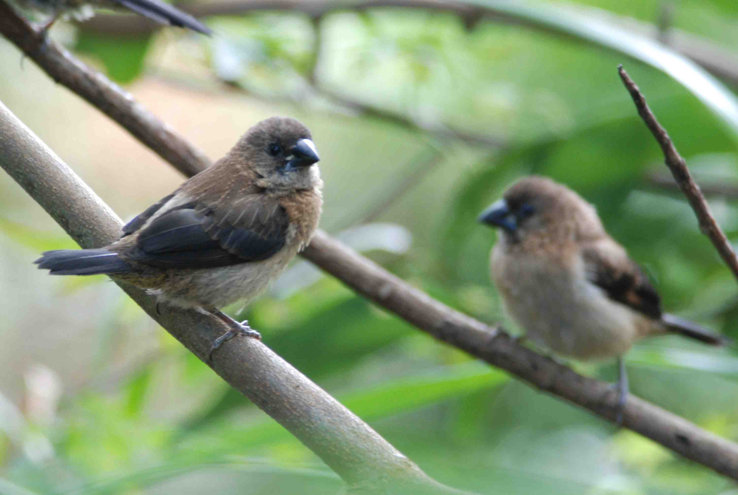 White-Rumped Munia (1).jpg