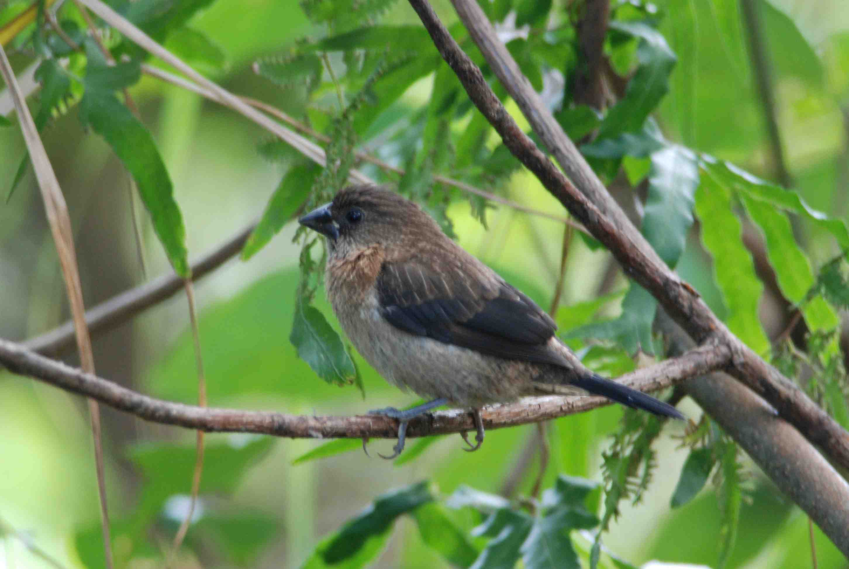 White-Rumped Munia (2).jpg