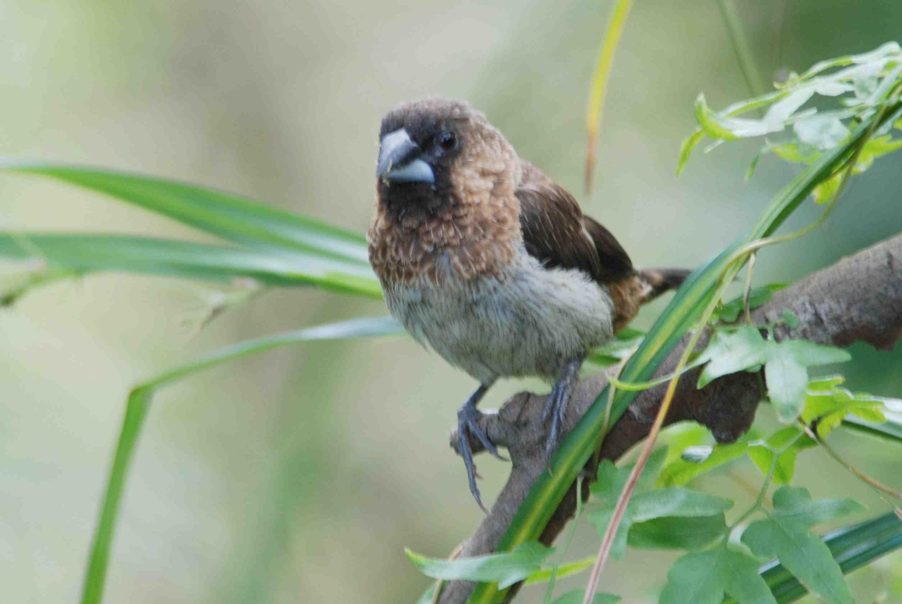 White-Rumped Munia (3).jpg