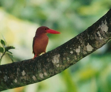 Ruddy kingfisher.jpg