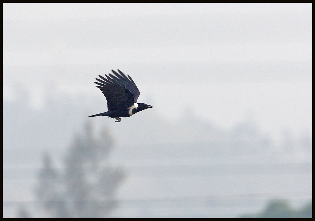 Collared Crow  白頸 鴉.jpg