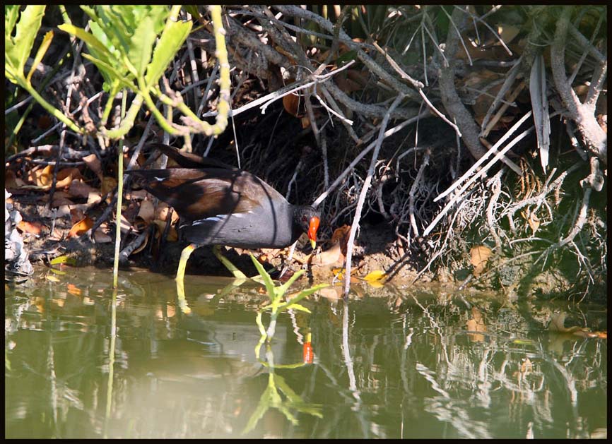 Moorhen  黑 水雞.jpg