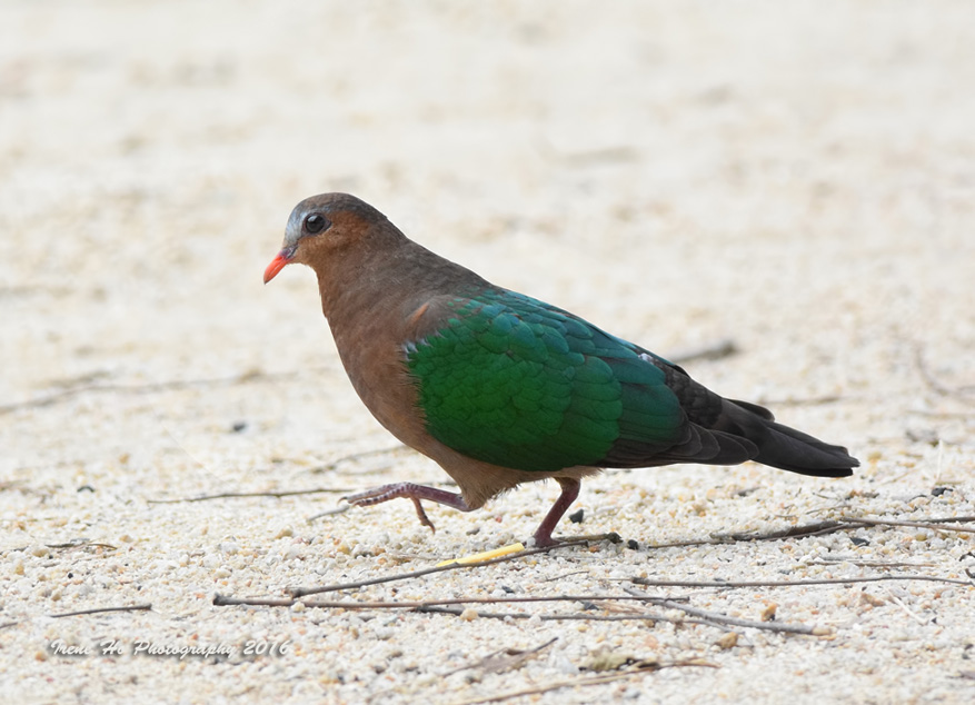 Emerald Dove.jpg