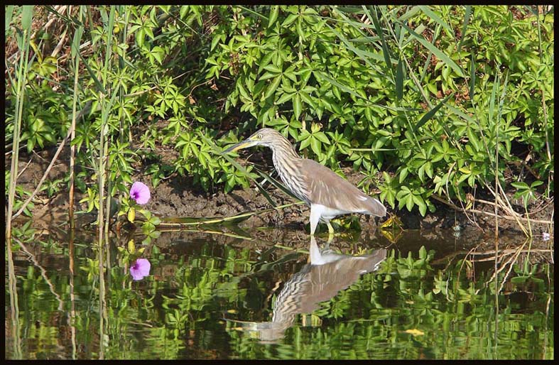 Chinese Pond Heron 池鷺.jpg