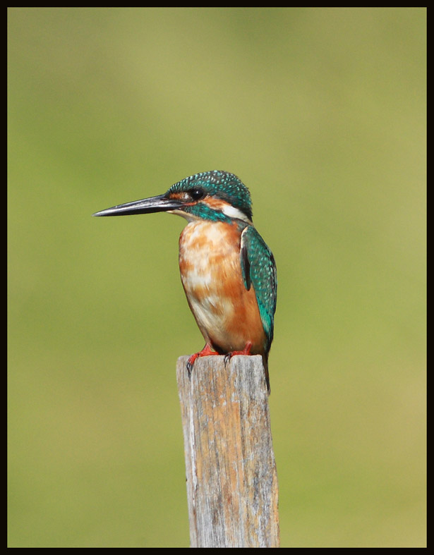 Common Kingfisher   普通翠鳥.jpg