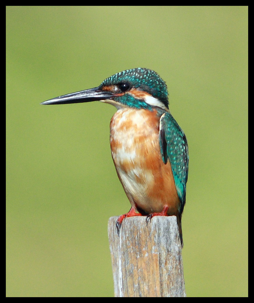 Common Kingfisher 普通翠鳥 b2.jpg