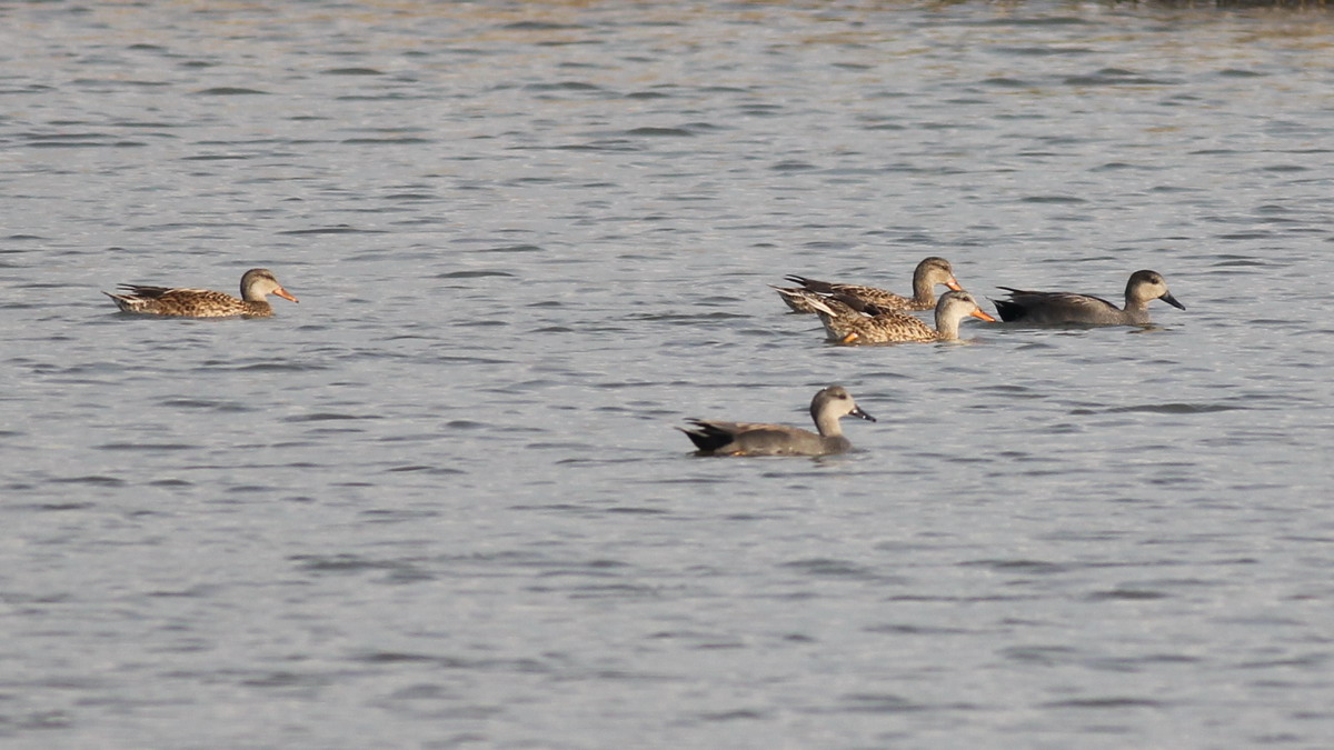 00440 Gadwall 160303 2.jpg