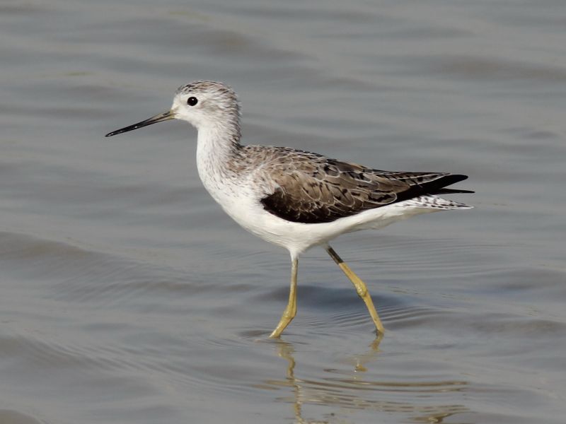 01660 Marsh Sandpiper 160303 1.jpg