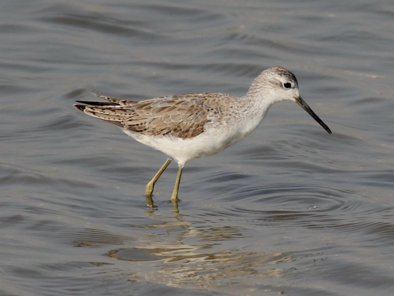 01660 Marsh Sandpiper 160303 2.jpg