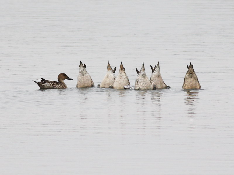 Northern Pintail.jpg