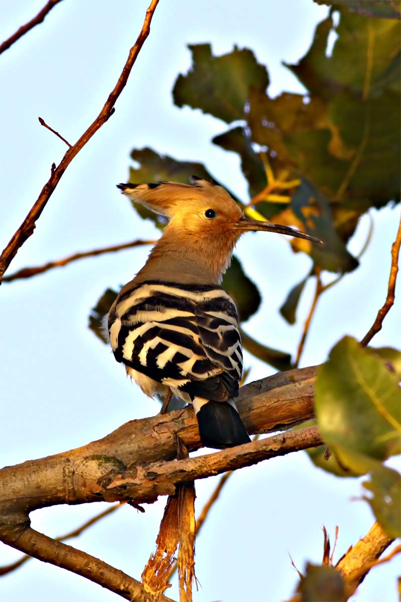 Hoopoe.jpg