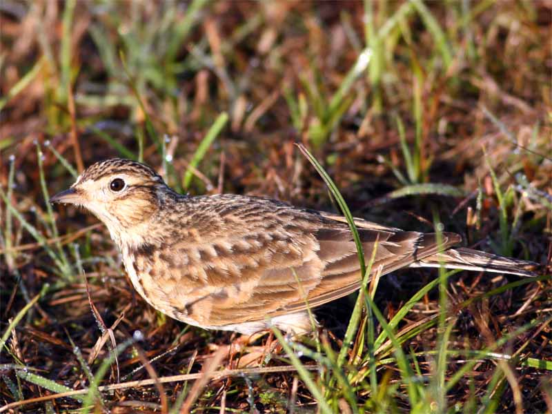 Oriental skylark.jpg