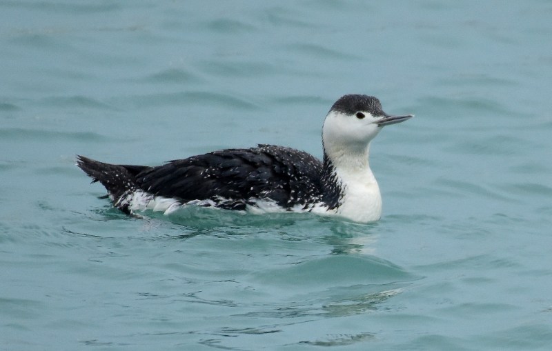 Red-throated Loon (1).jpg