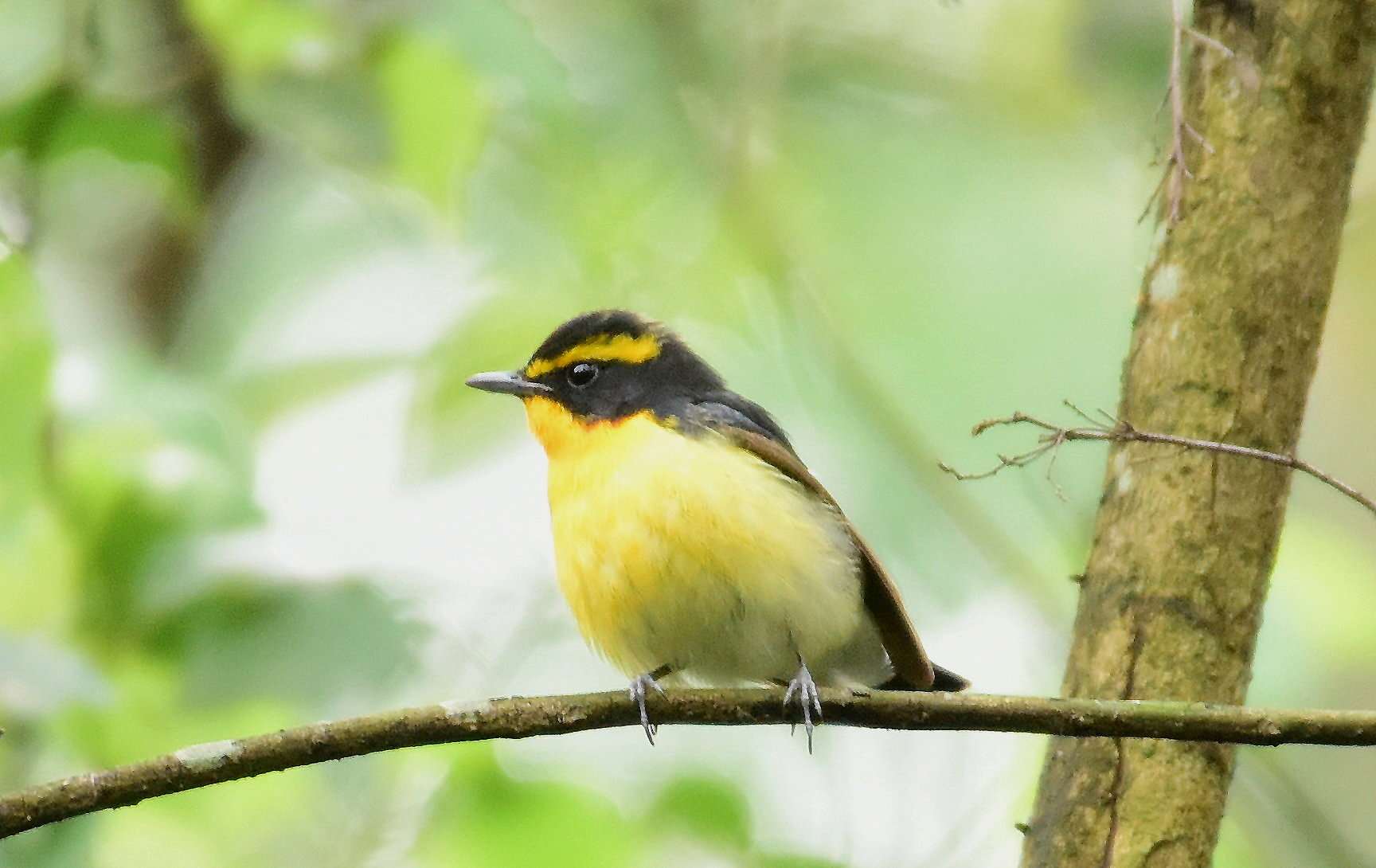 Narcissus Flycatcher 4.jpg