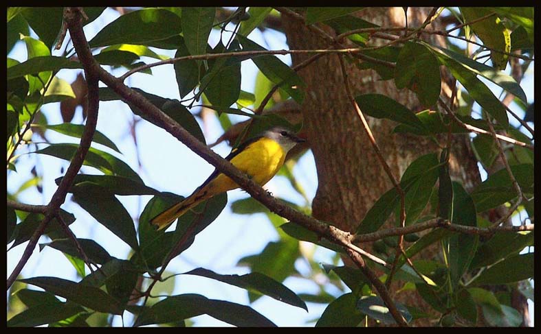 Grey-throated Minivet (female) 灰 喉 山椒鳥 2.jpg