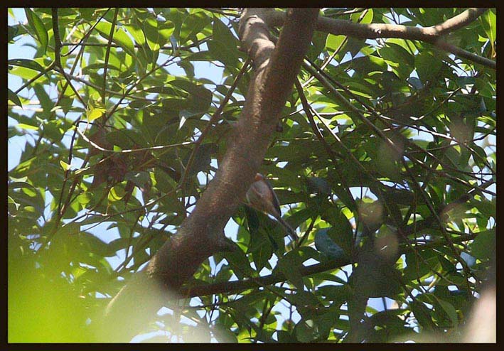 Red-headed Tit 紅頭長尾山雀 2.jpg