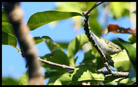 Yellow browed warbler 黃眉柳鷥.jpg