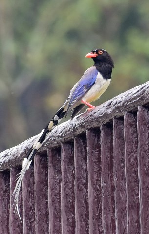 Blue Magpie 3.jpg