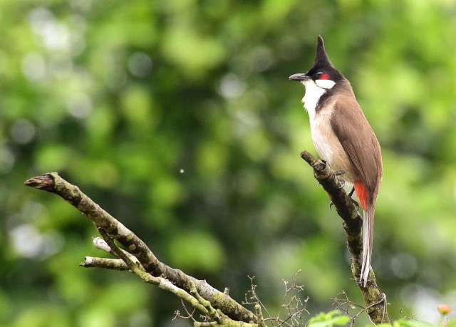 Red-whiskered Bulbul.jpg