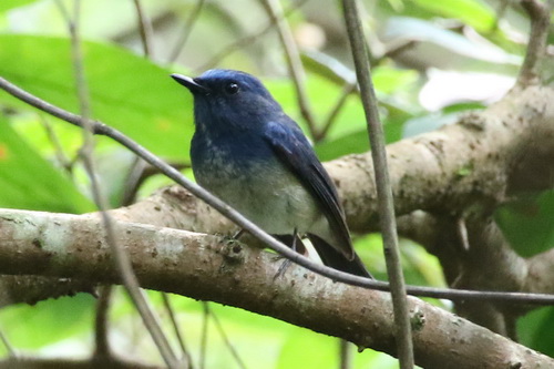 Hainan Blue Flycatcher male.jpg