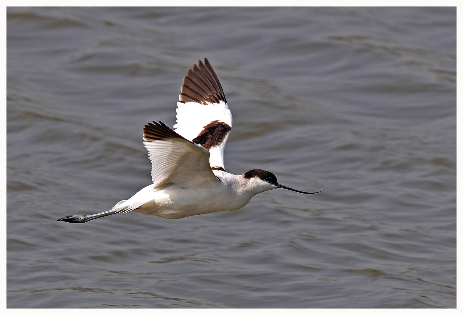 Avocet.jpg